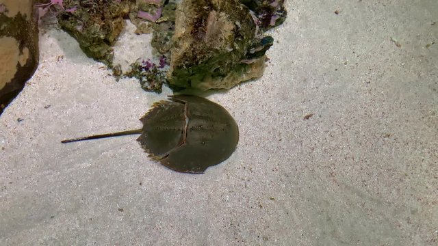 Xiphosurida sleep on the sandy bottom of the aquarium, ancient mollusk also called as horseshoe crabs