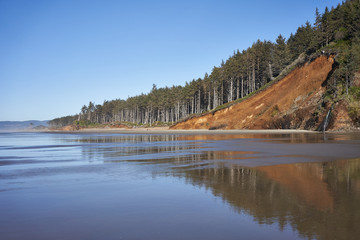 Oregon coastal forest on a sunny autumn day.