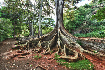 Allerton Gardens, Jurrasic Park Tree