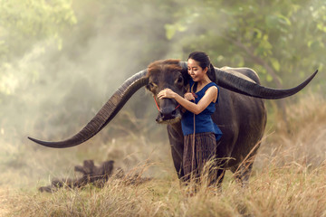 Les riziculteurs thaïlandais embrassent le bison à longues cornes.