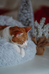 Red ginger and white coloured Christmas cat is lying in its kitty bad