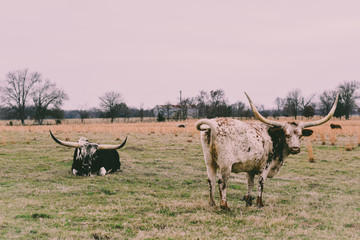 Texas Longhorn 