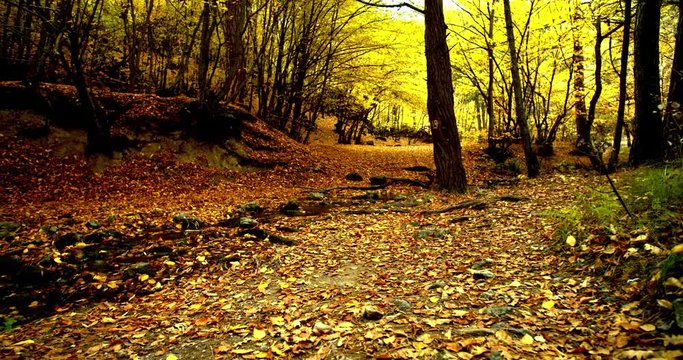 Autumn in forest