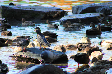 Pigeons on the rocks, ducks in the water