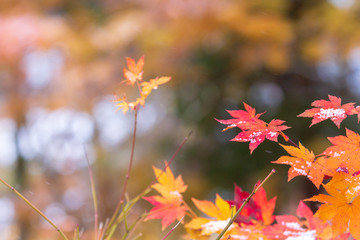 紅葉と雪　秋田県仙北市角館　武家屋敷