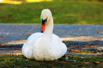 Swan sitting on the grass in the park, autumn