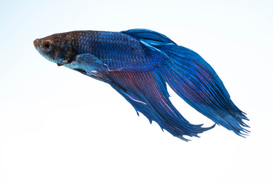 the Photo of Beautiful moving moment  of siam blue  Betta fish in Thailand on white background.