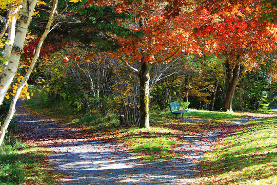 autumn in the park