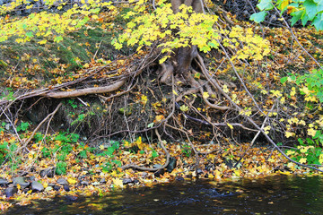 Roots of a large old Maple Tree growing out through a river bank and toward the river. Leaves in fall colors on the tree and the ground