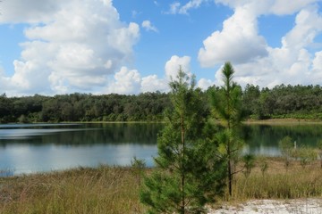 Beautiful view of the marshes and forest of North Florida nature