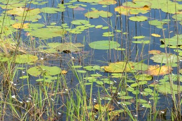 Pond with river plants and seaweed in Florida nature