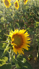 Field sown with sunflowers. Agricultural landscape in the center of Spain.