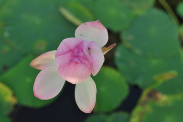 tender large bud of pink lotus blooms in green leaves in the lake © Aleksandra