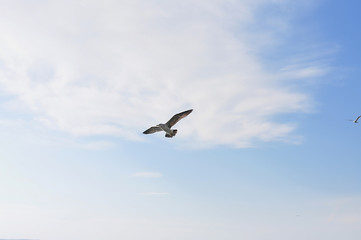 Fototapeta na wymiar white seagull spreading its wings flies in a clear blue sky