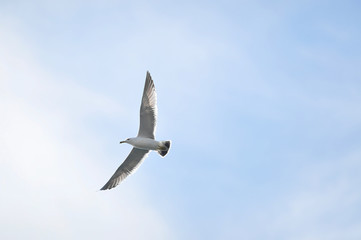 white seagull spreading its wings flies in a clear blue sky