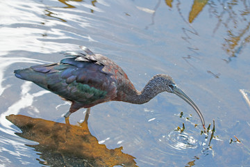 Breeding adult Glossy Ibis (Plegadis falcinellus) eating flower bud in water