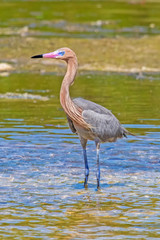 Dark-morph Adult Reddish Egret (Egretta rufescens) in shallow water