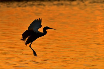 夕焼け映す水面に着水するコサギ