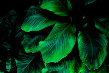 closeup nature view of green leaf, dark wallpaper concept, nature background, tropical leaf