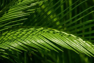 Fresh and green leaves,Natural backgrounds.