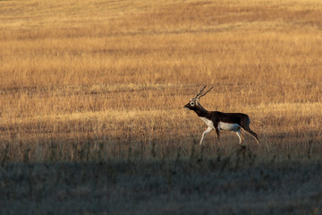 Blackbuck antelope resting in a meadow © raulbaena