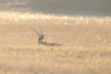 Blackbuck antelope resting in a meadow