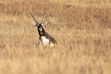 Blackbuck antelope resting in a meadow