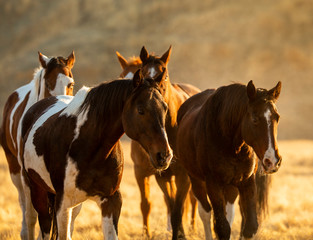 Fototapeta na wymiar Tired Horses on the Ranch
