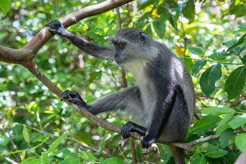 Wild endemic blue monkey sitting on the branch in tropical forest on the island of Zanzibar, Tanzania, East Africa