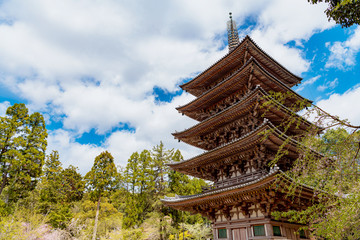 京都 醍醐寺 五重塔の春景色
