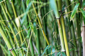 Fototapeta na wymiar Bamboo Gardens