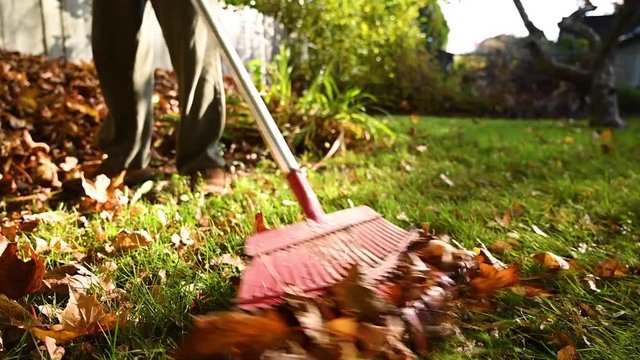 Homeowner rakes leaves in backyard in autumn. House chores concept.