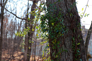 tree in forest