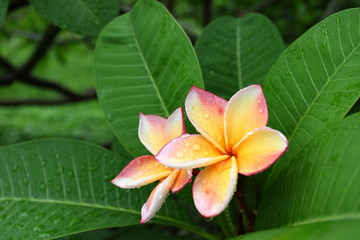 beautiful frangipani perfume flower with water rain drop on petal in rainy morning day