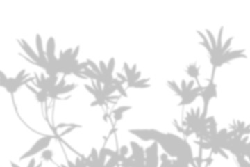 The shadow of an exotic wild plant on a white wall. Black and white summer background for photo overlay or mockup.
