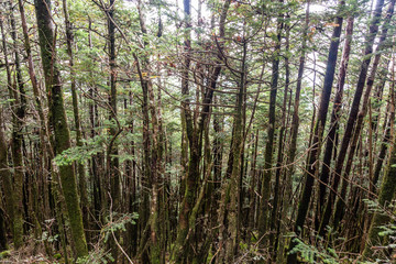 Fototapeta premium Great Smoky Mountains National Park