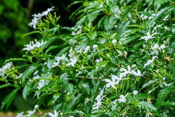 Fototapeta na wymiar White Sampaguita Jasmine or Arabian Jasmine flower blossom in flower garden (Jasminum sambac (L.) Aiton; Oleaceae)