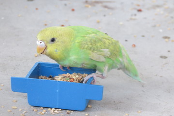 Periquito