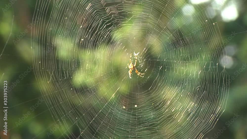 Wall mural a spider in a web woven between tree branches. move focus from tree to spider