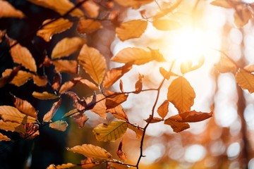 Autumn forest.