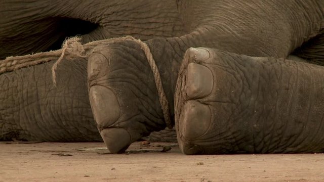Elephant On Rope Images – Browse 1,045 Stock Photos, Vectors, and Video ...