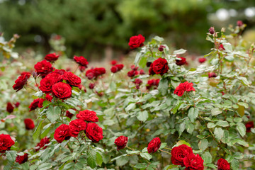 花壇に咲く赤いバラ