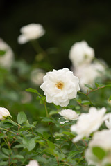 Obraz na płótnie Canvas 花壇に咲く白いバラ