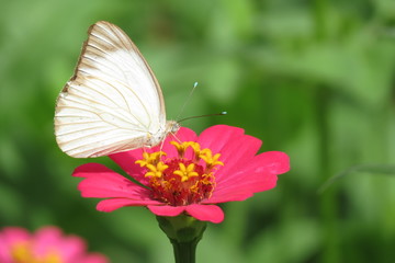 Pouso da Borboleta
