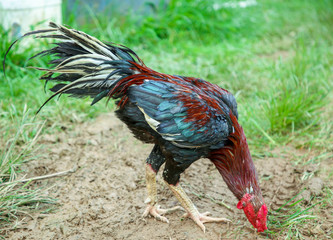gamecube chicken animal Thailand asia