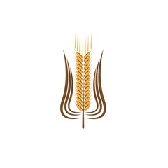 Agriculture wheat Logo Template