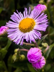 Obraz premium flower in the garden