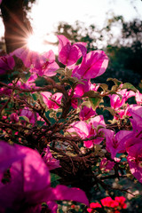 Close-up view Beautiful Bougainvillea flowers over sunlight  in the garden.