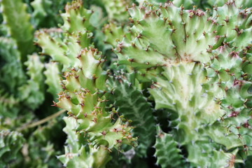 Fototapeta na wymiar green cactus succulent close up