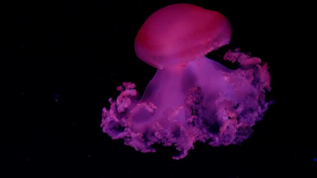 Red jellyfish on a black background. Oceanic pattern background for design.